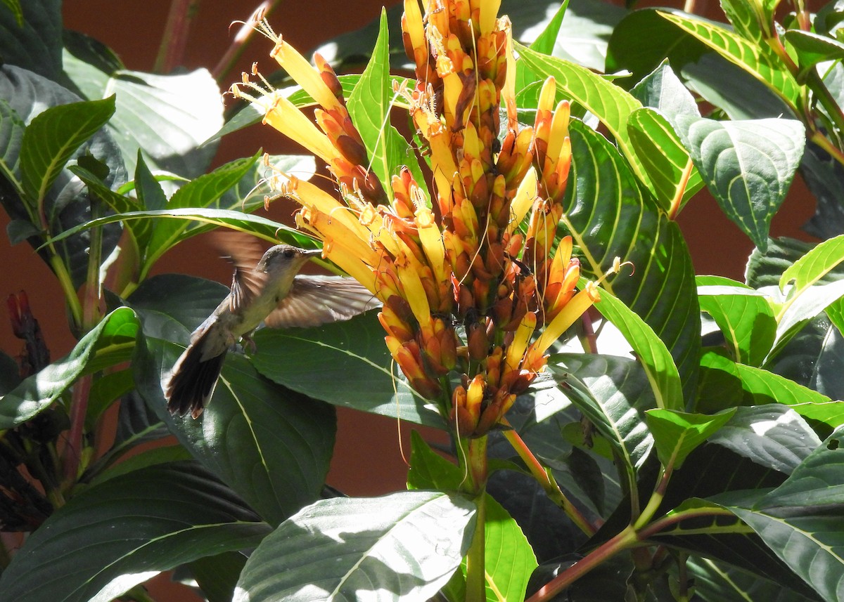 Wedge-tailed Sabrewing (Wedge-tailed) - ML654051442