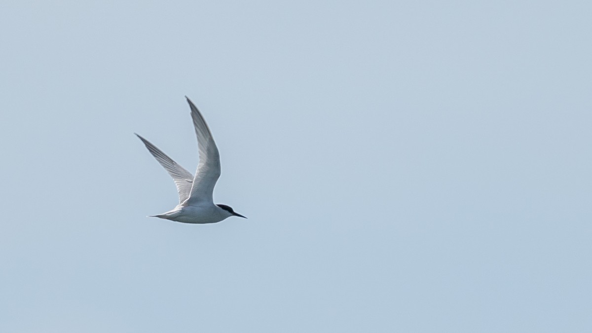 Damara Tern - ML654051904