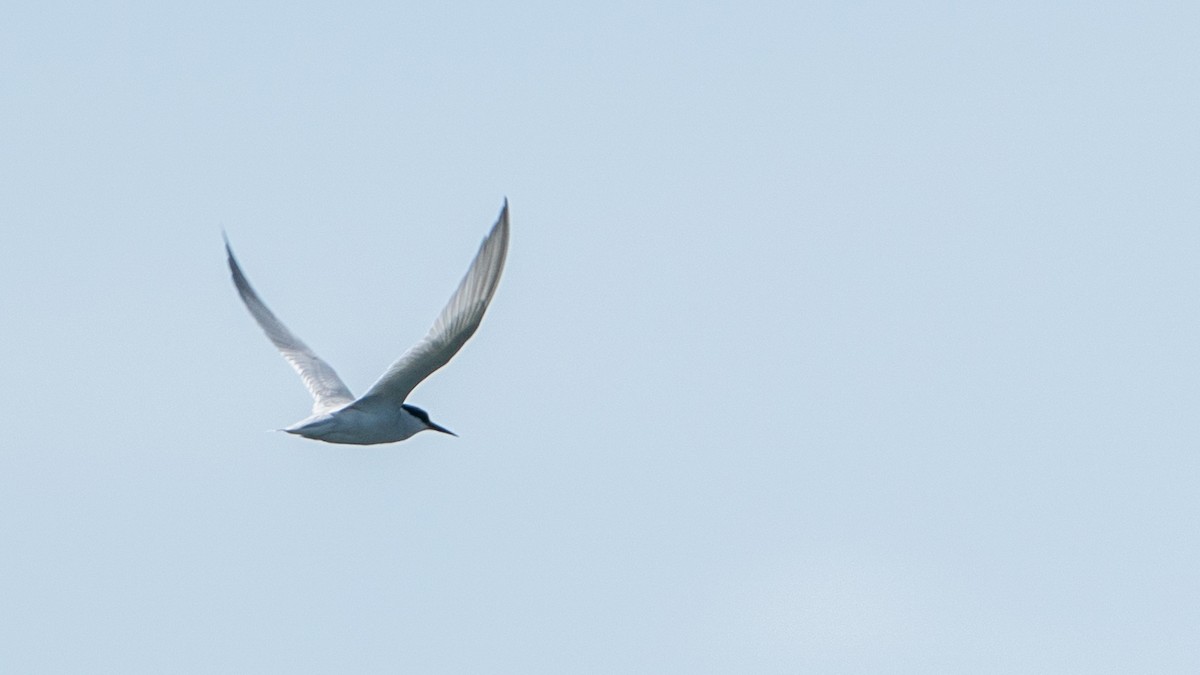 Damara Tern - ML654051905