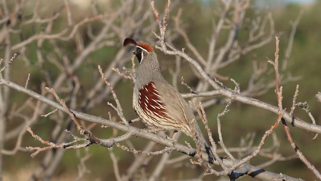 Gambel's Quail - ML654052378