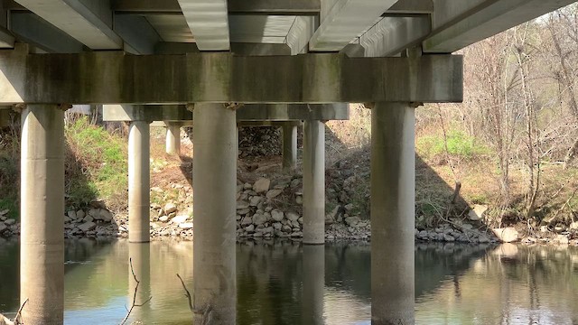 Cliff Swallow - ML654053250