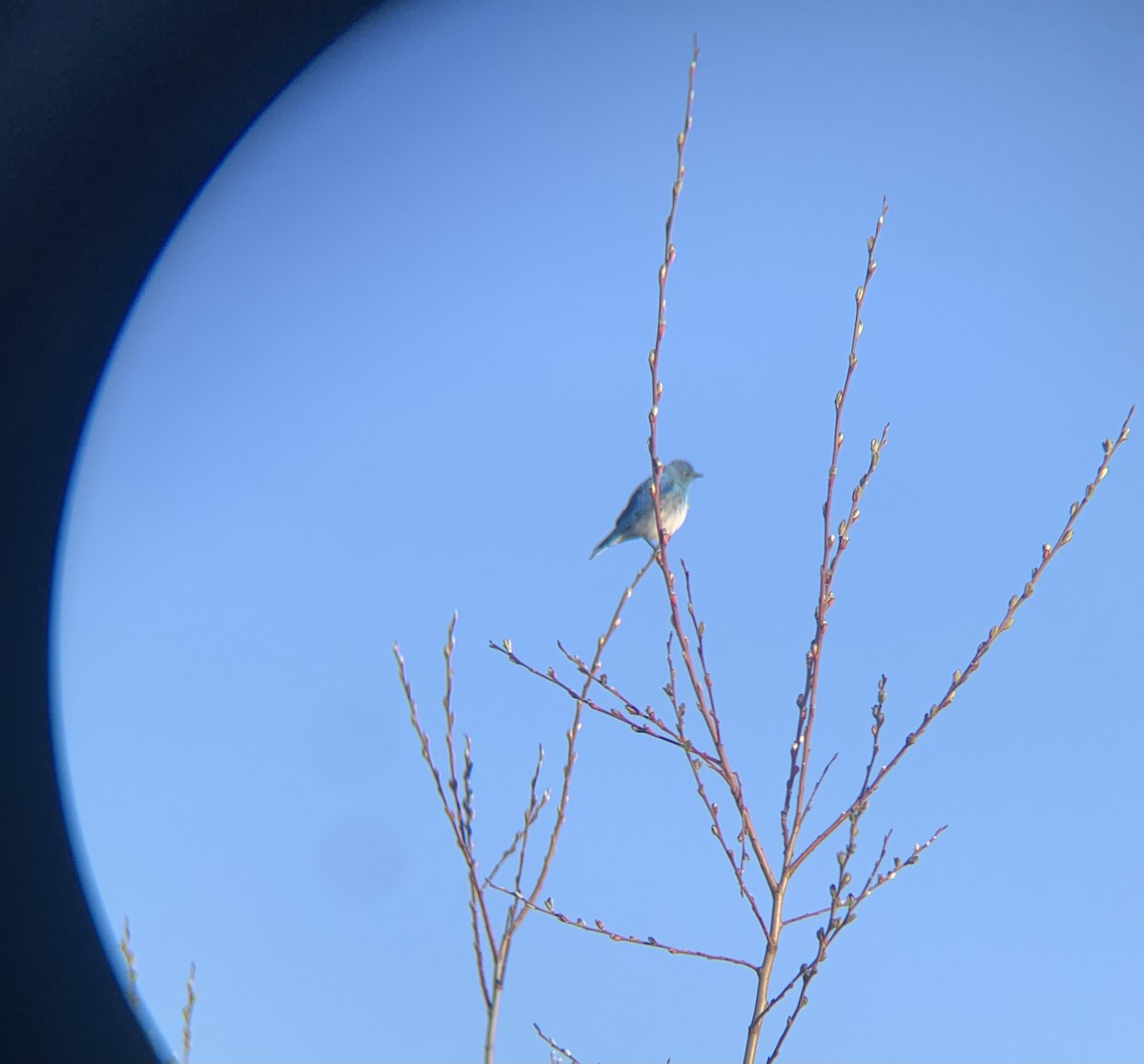 Mountain Bluebird - ML654055699
