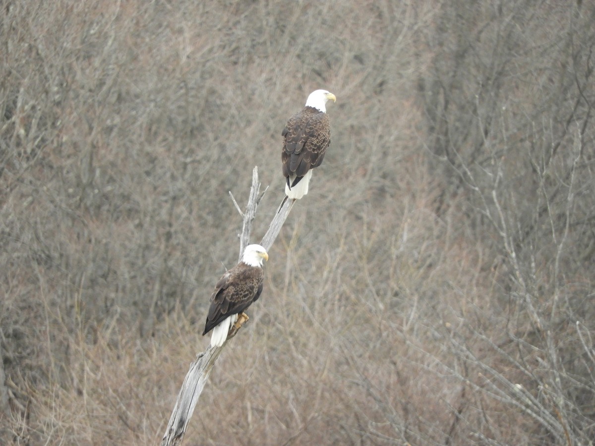 Weißkopf-Seeadler - ML654056787