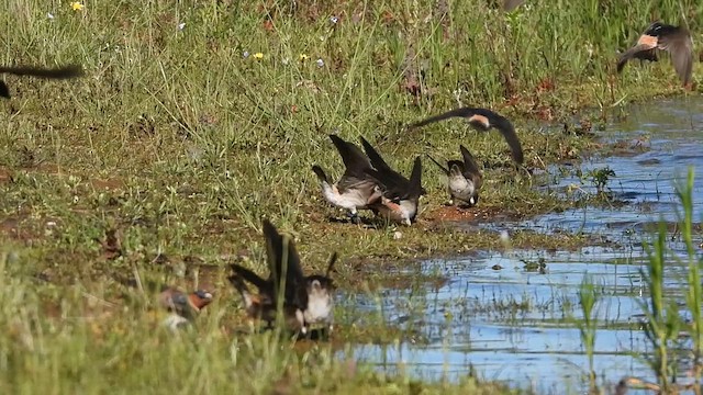 Cliff Swallow - ML654057223