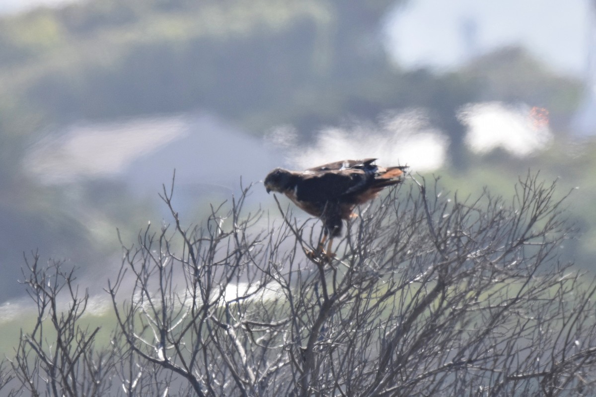 sjakalvåk - ML654057289