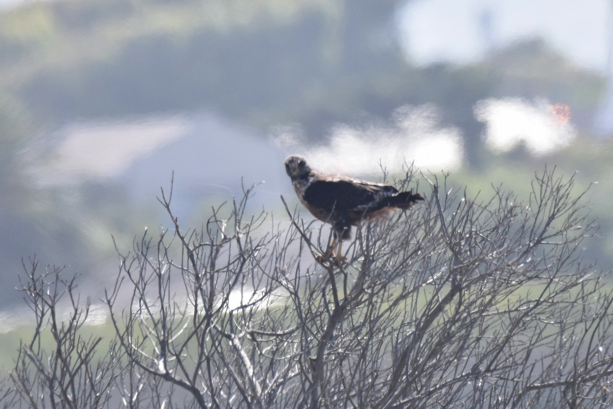 sjakalvåk - ML654057290