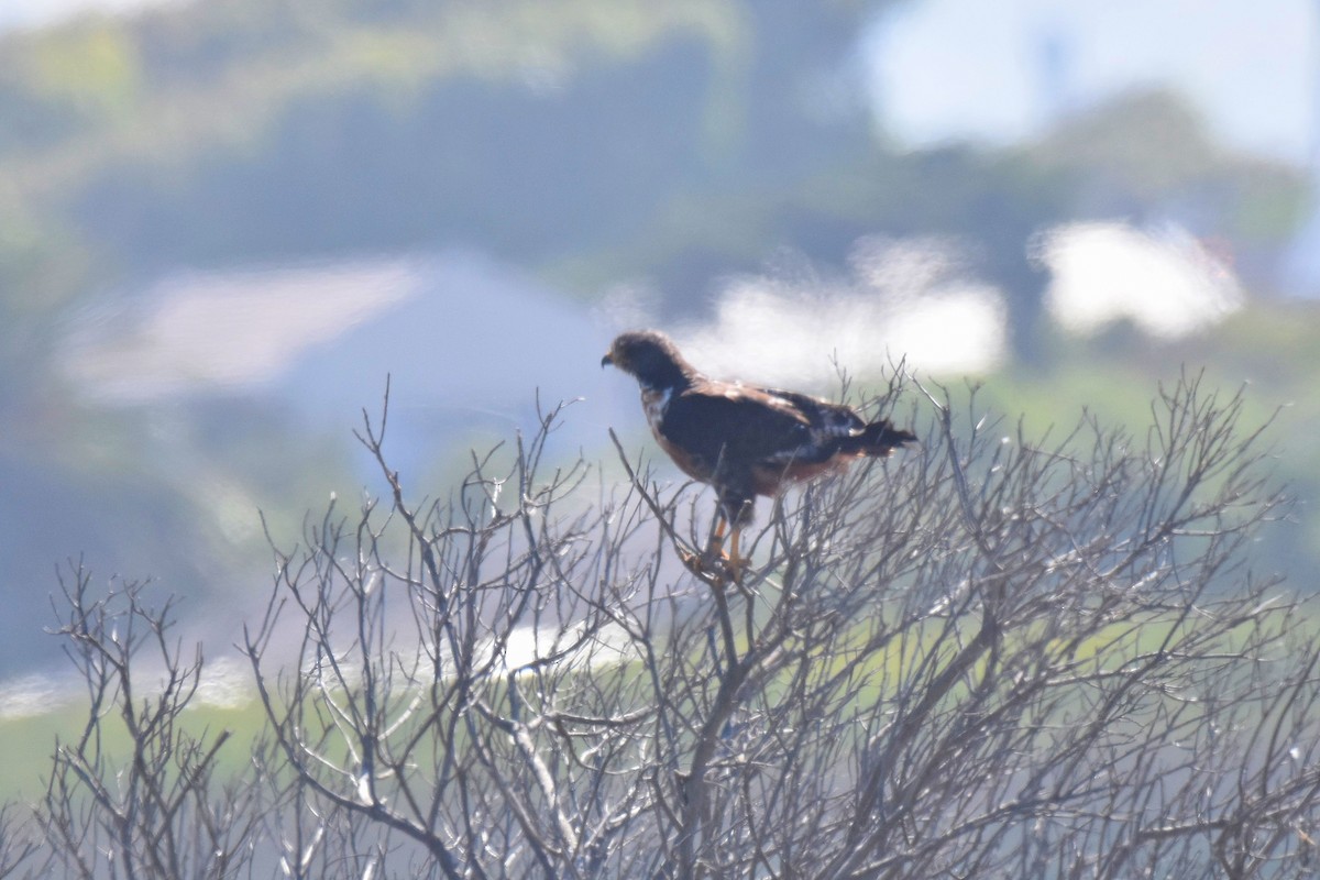 sjakalvåk - ML654057291