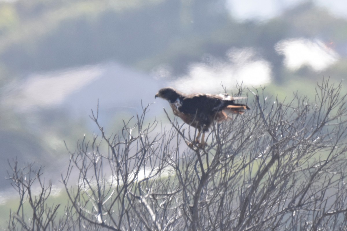 sjakalvåk - ML654057292