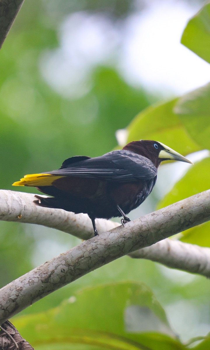 Chestnut-headed Oropendola - ML654058060
