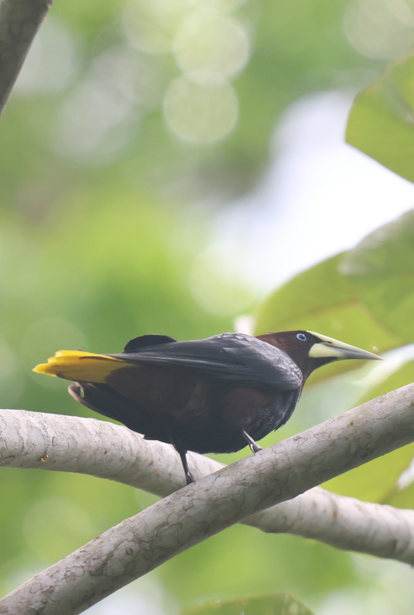 Chestnut-headed Oropendola - ML654058061