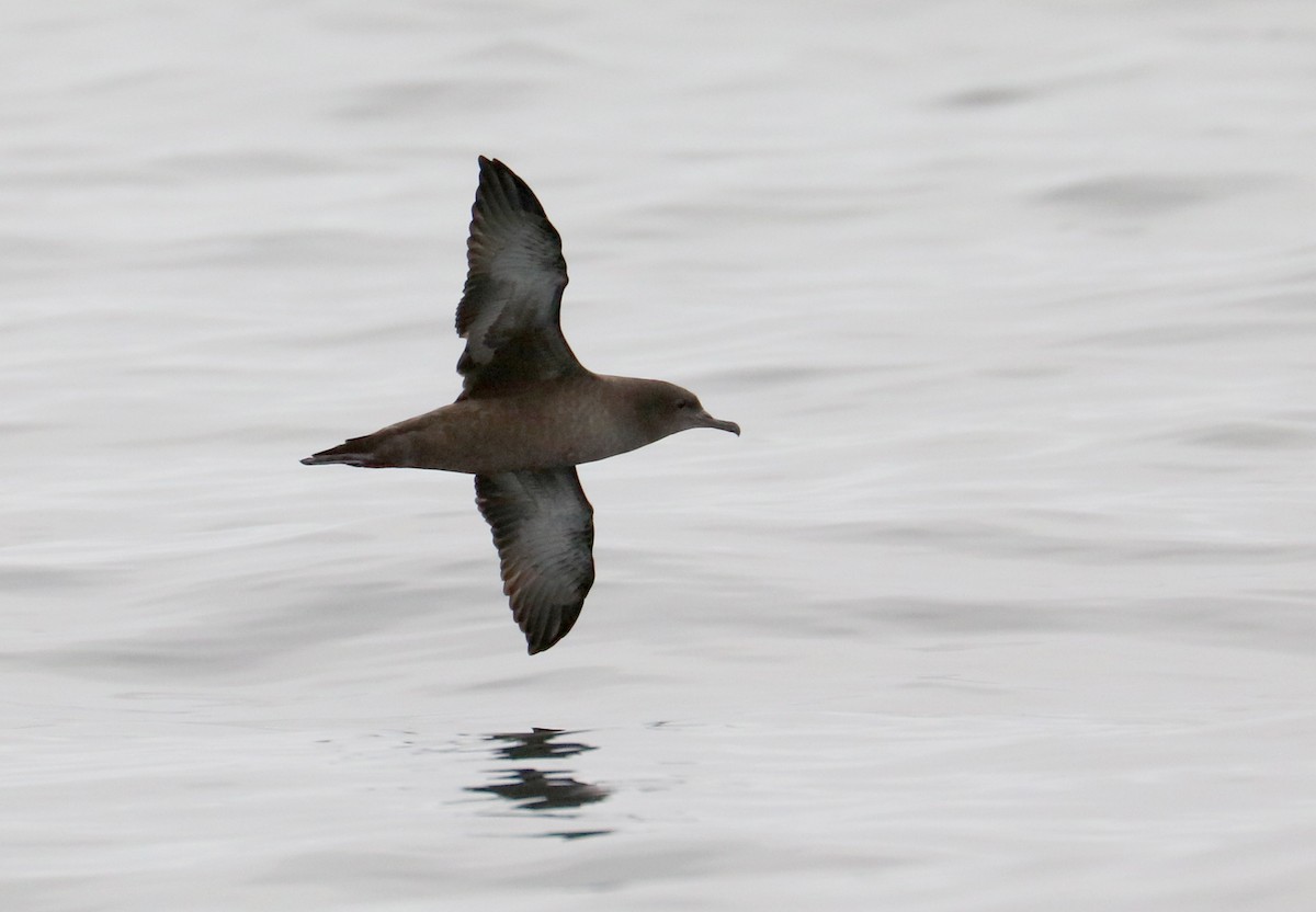 Sooty Shearwater - ML65405871