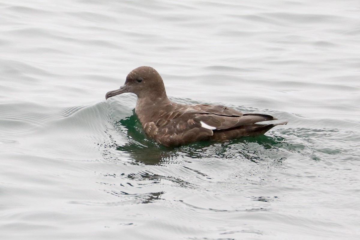 Sooty Shearwater - ML65405881