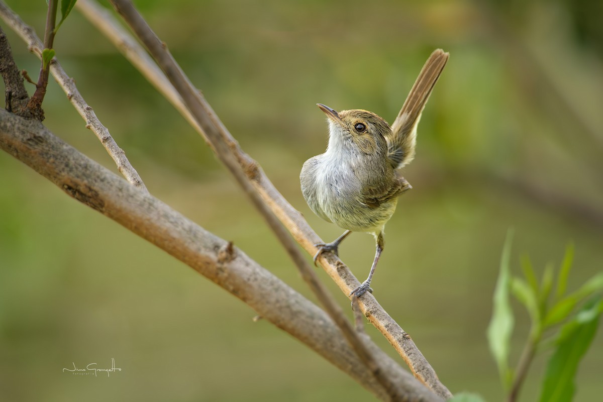 Fulvous-crowned Scrub-Tyrant - ML654059474