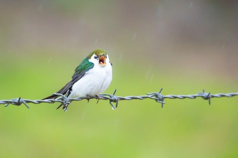 Violet-green Swallow - Tachycineta thalassina - メディア検索