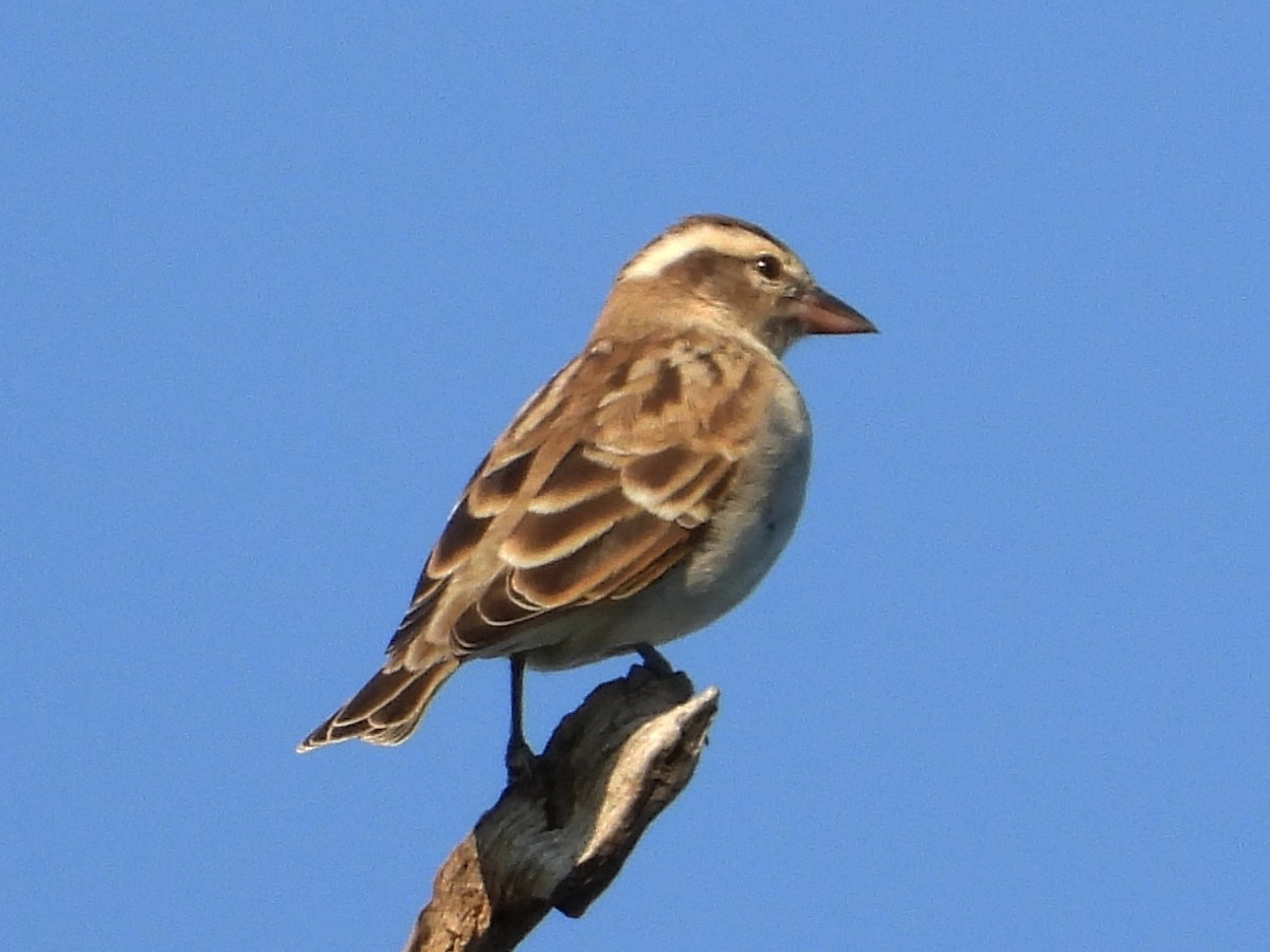 Moineau bridé - ML654061716