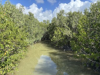 Everglades NP--Snake Bight Trail, Monroe, Florida, United States ...