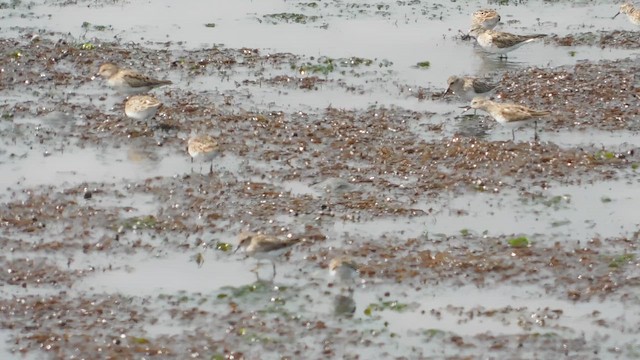 Sanderling - ML654066550