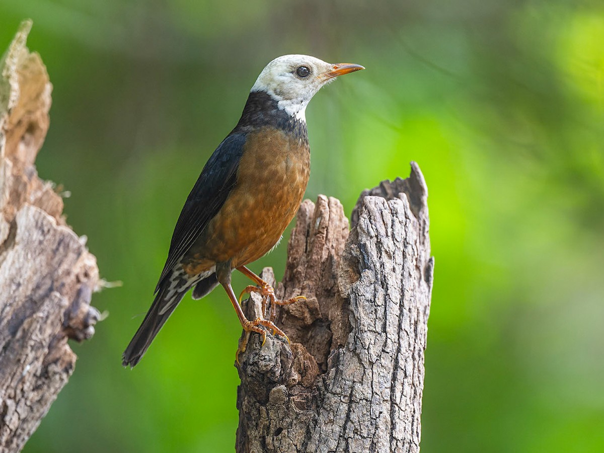 Taiwan Thrush - Turdus niveiceps - Birds of the World