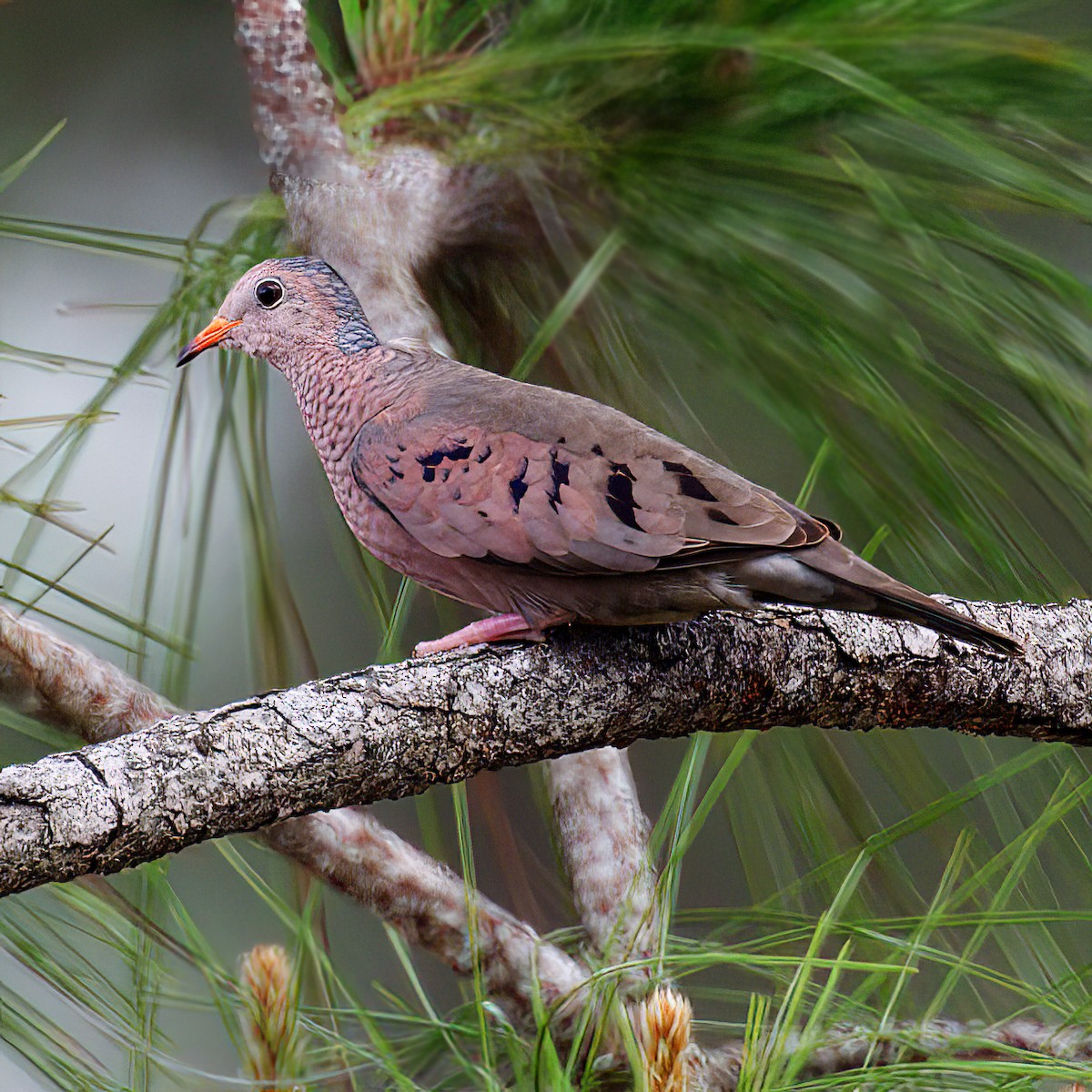 Common Ground Dove - ML654068136