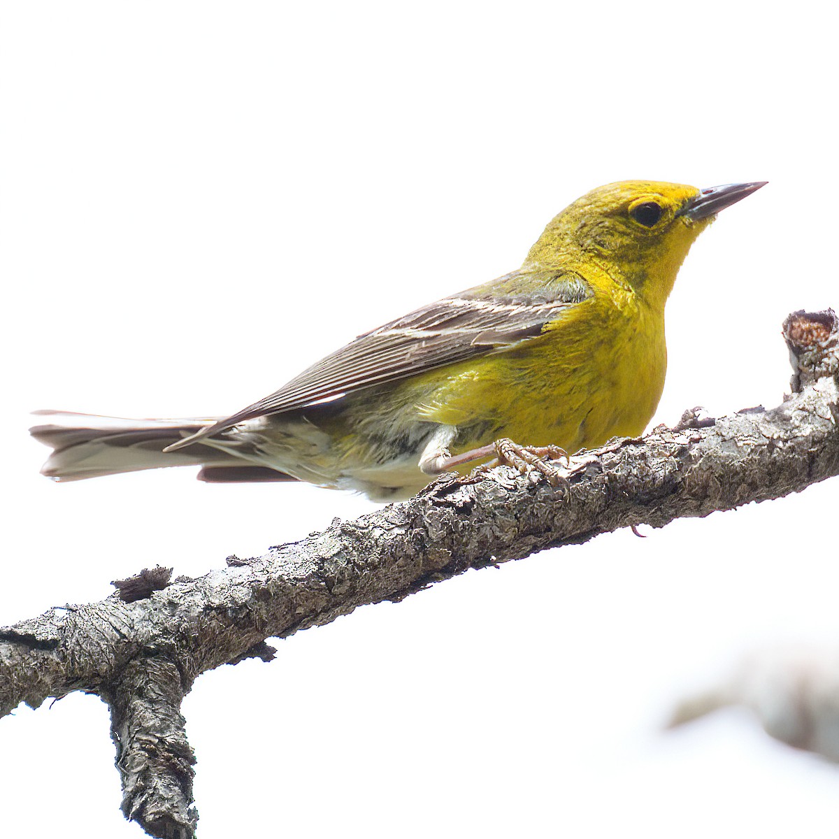 Pine Warbler - ML654068579