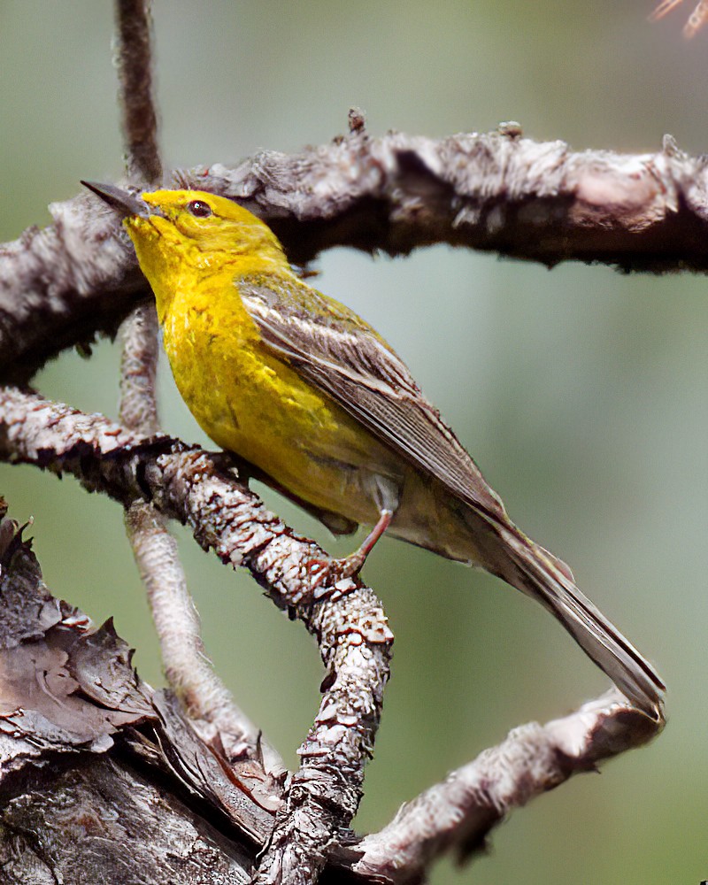 Pine Warbler - ML654069139