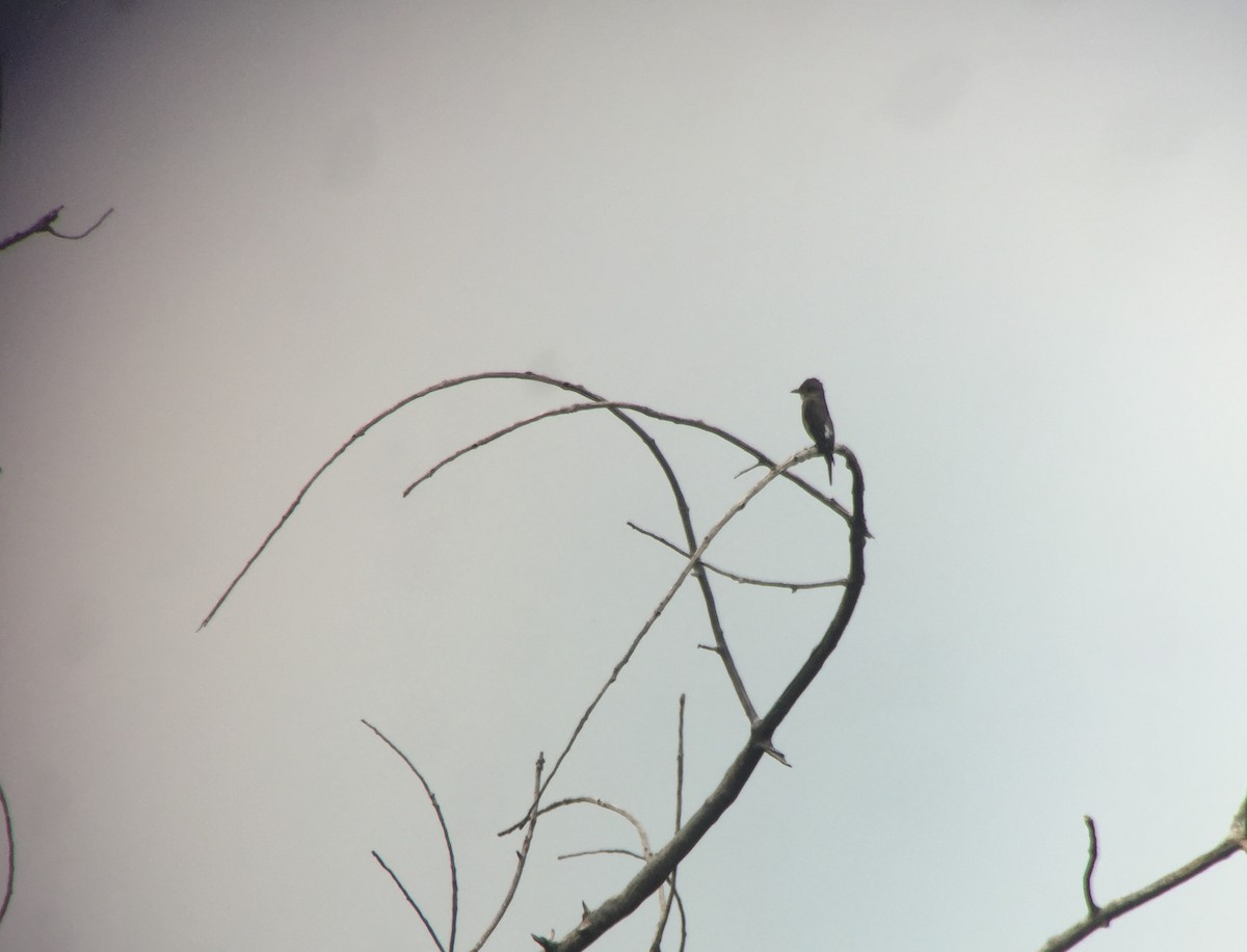 Olive-sided Flycatcher - ML65406931