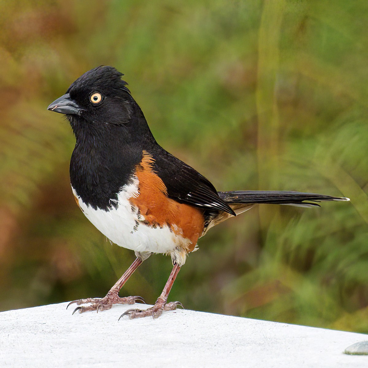 Eastern Towhee - ML654069500