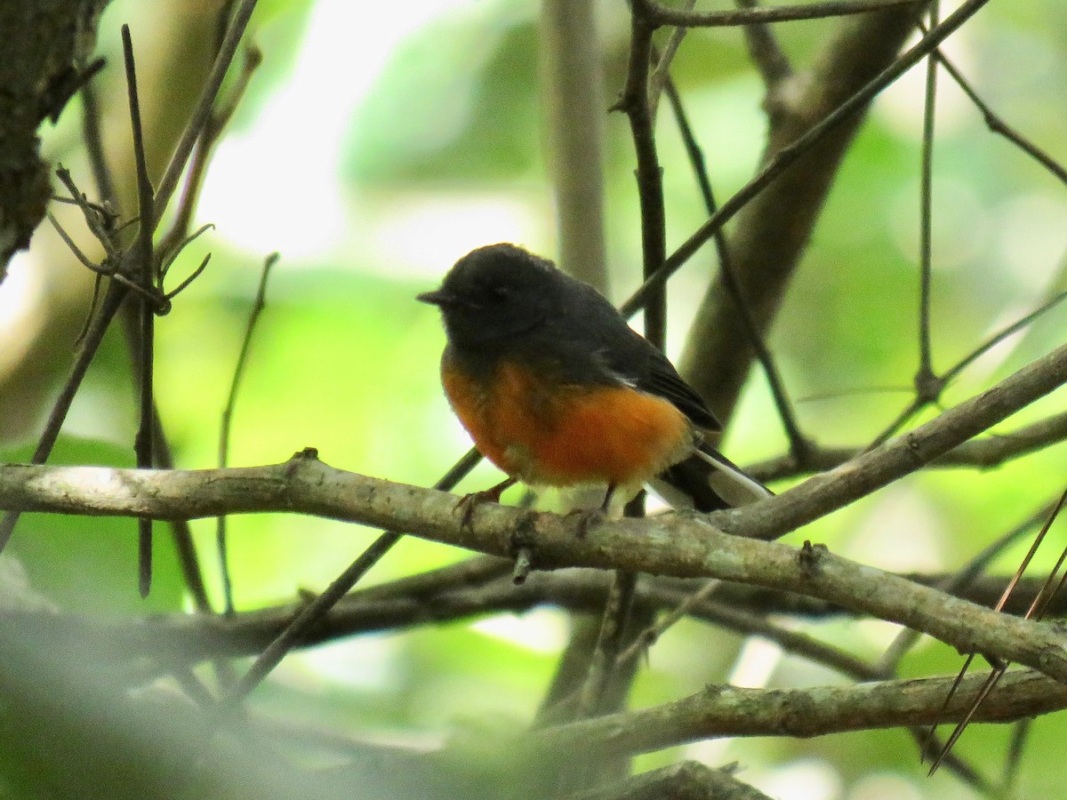 Slate-throated Redstart - ML65407051