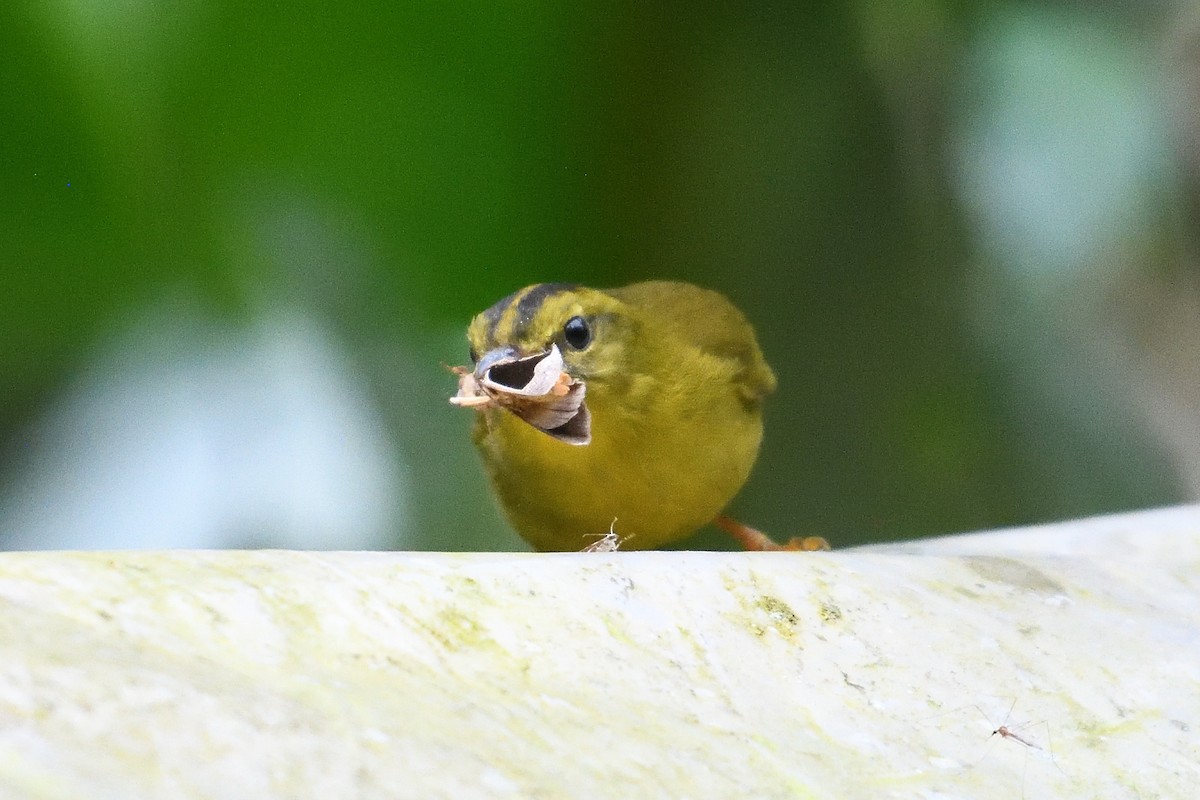 Choco Warbler - ML654070568