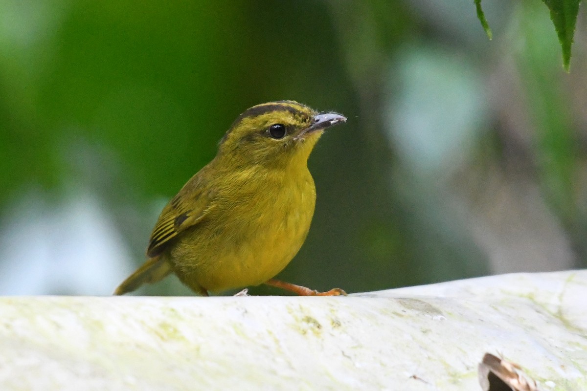 Choco Warbler - ML654070572