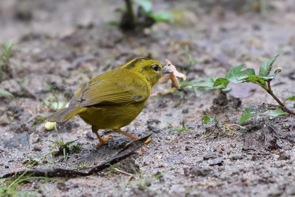 Choco Warbler - ML654070576