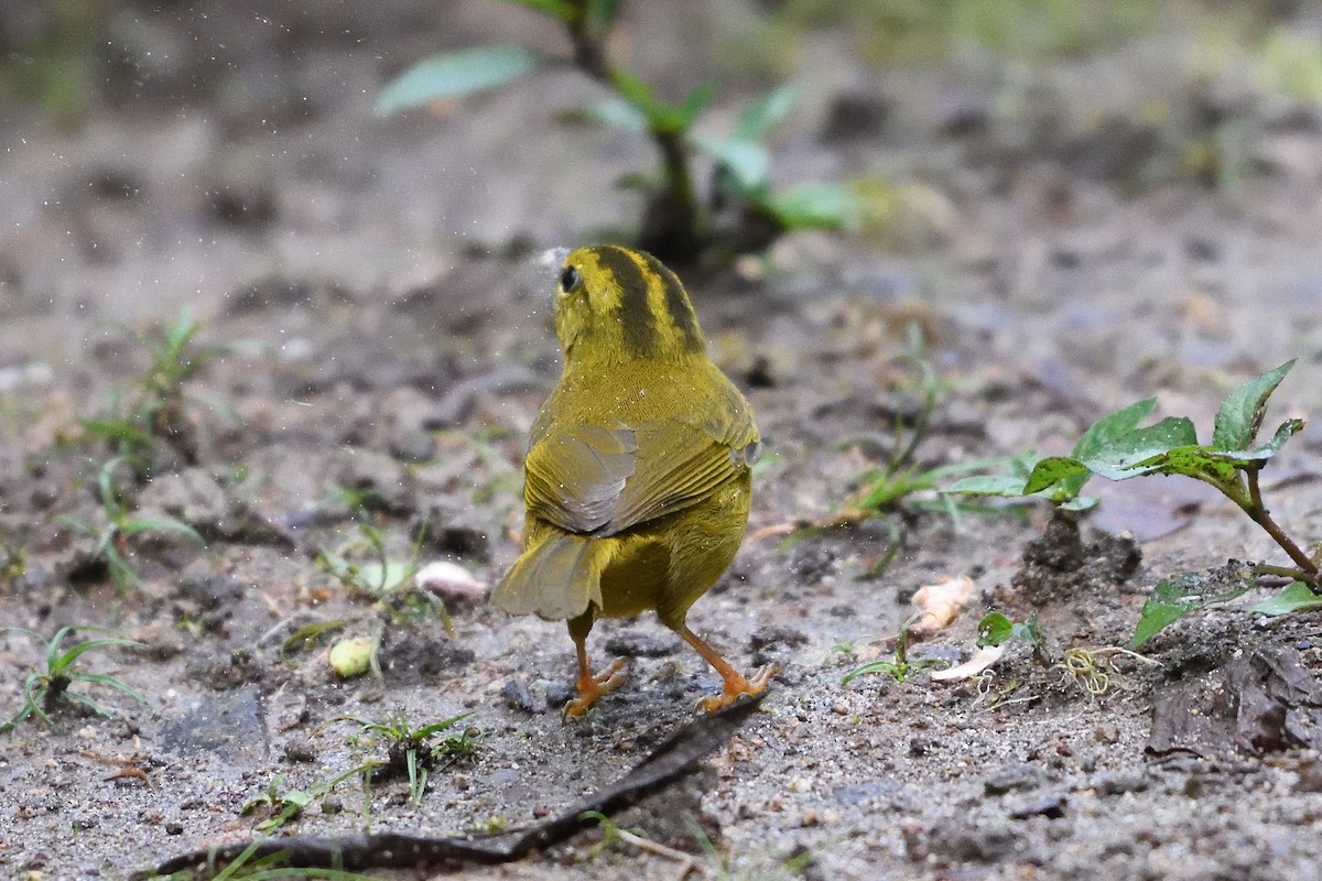 Choco Warbler - ML654070578