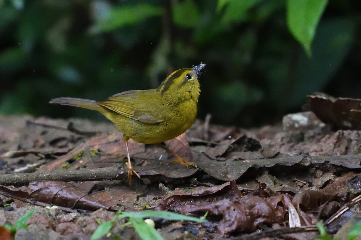 Choco Warbler - ML654070582
