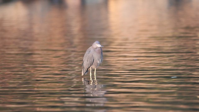 Little Blue Heron - ML654071914