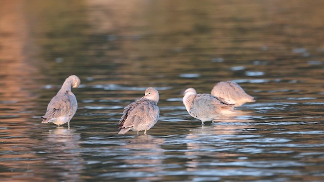 Willet (Western) - ML654071968