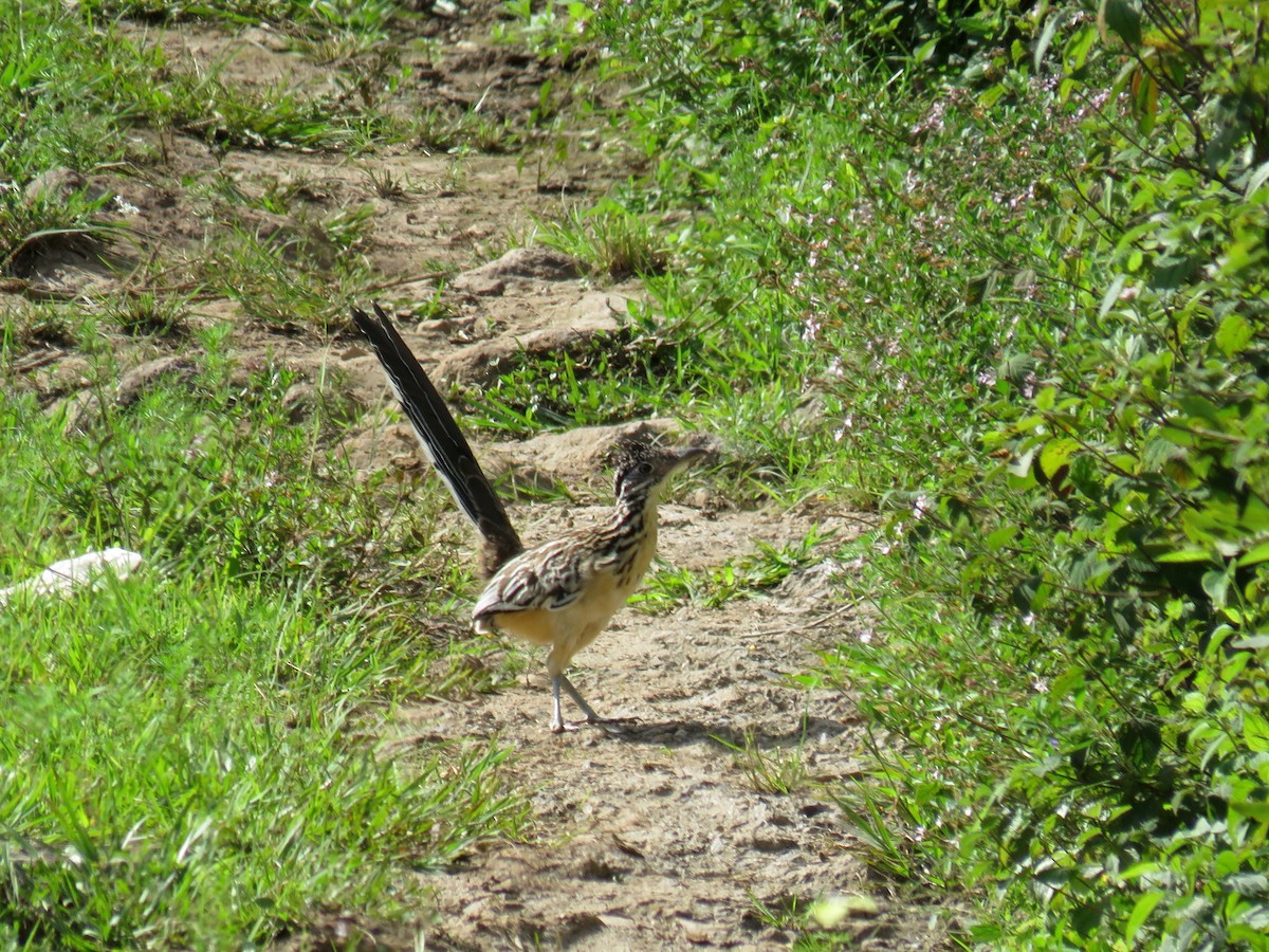 Lesser Roadrunner - ML65407221