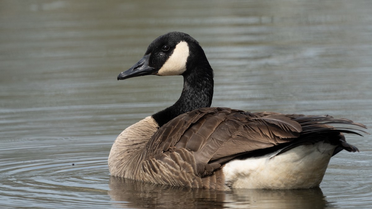 Bernache du Canada - ML654073361