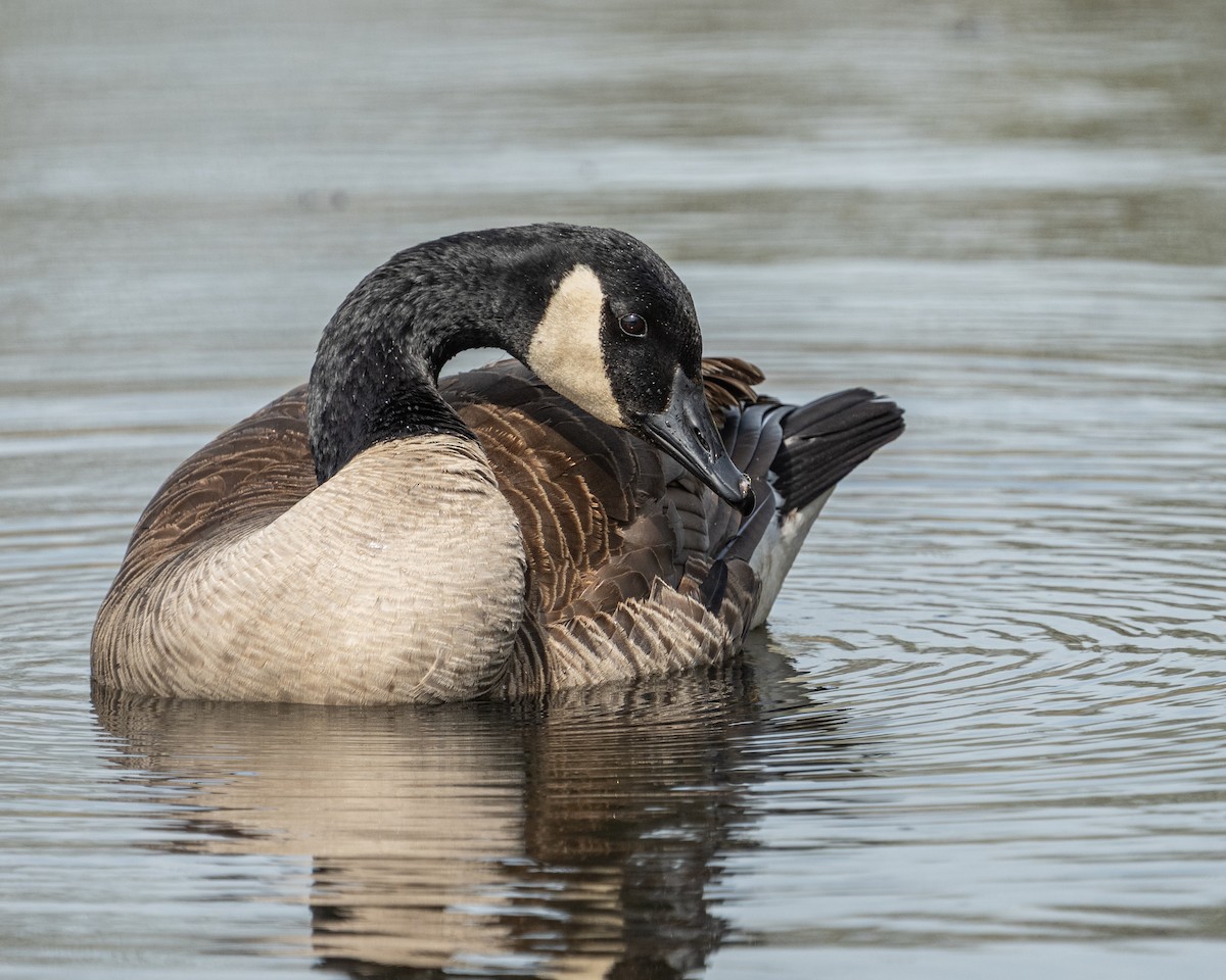 Bernache du Canada - ML654073364