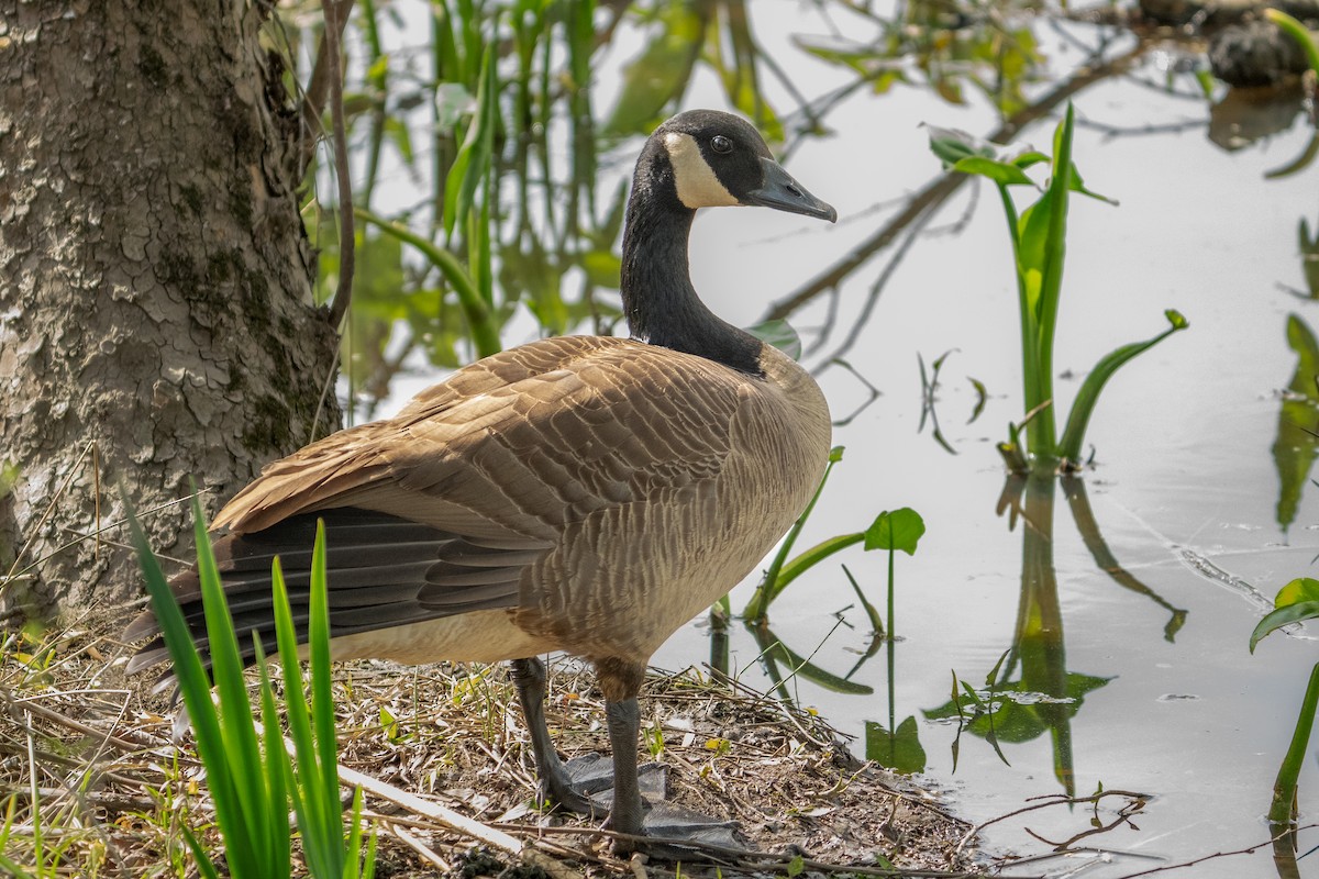 Bernache du Canada - ML654073368