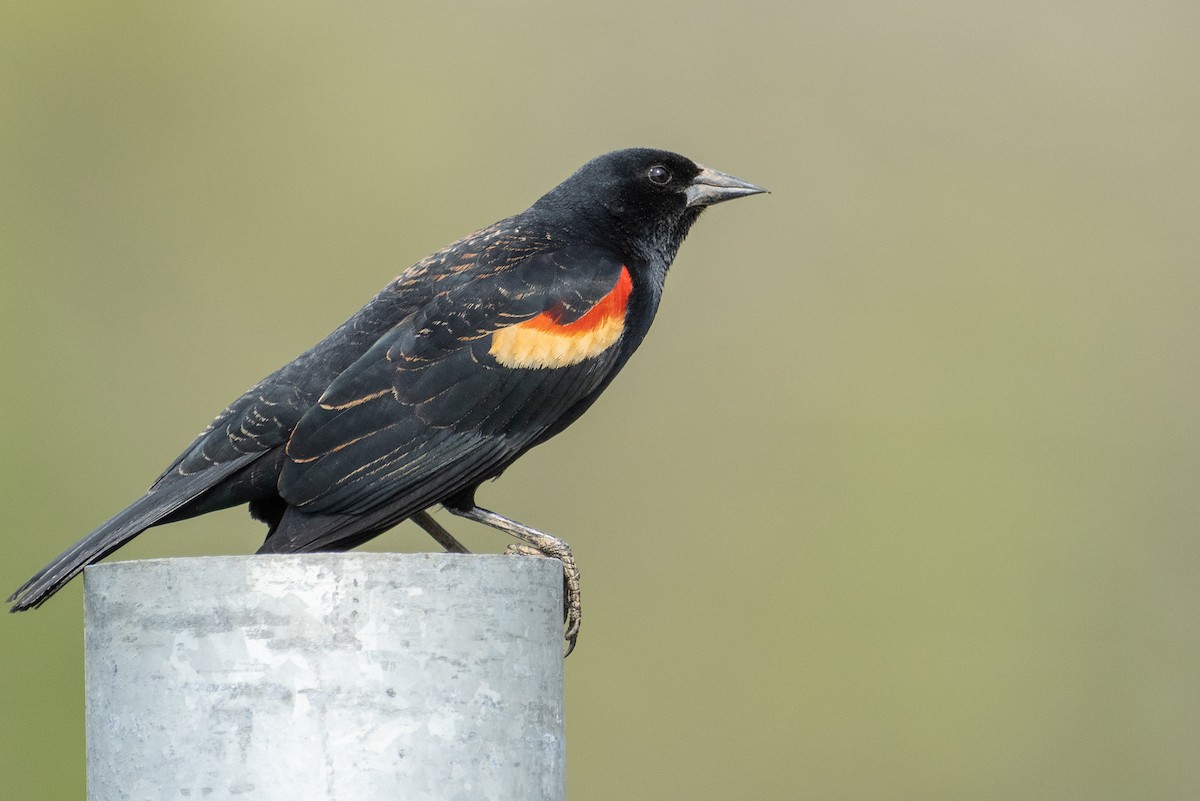 Carouge à épaulettes - ML654073413