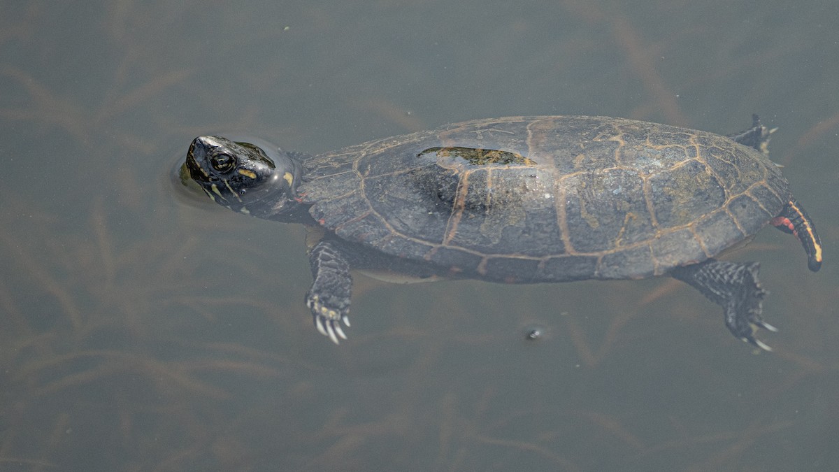 tortue peinte - ML654073693