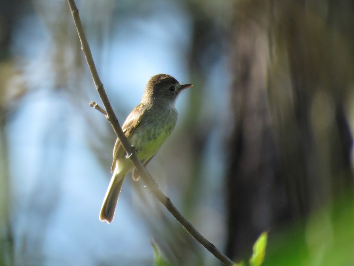 White-throated Flycatcher - ML65407691