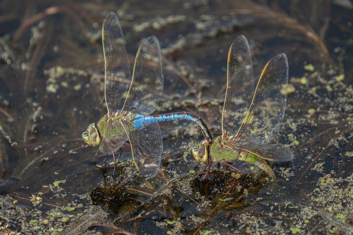 Anax de juin - ML654077162