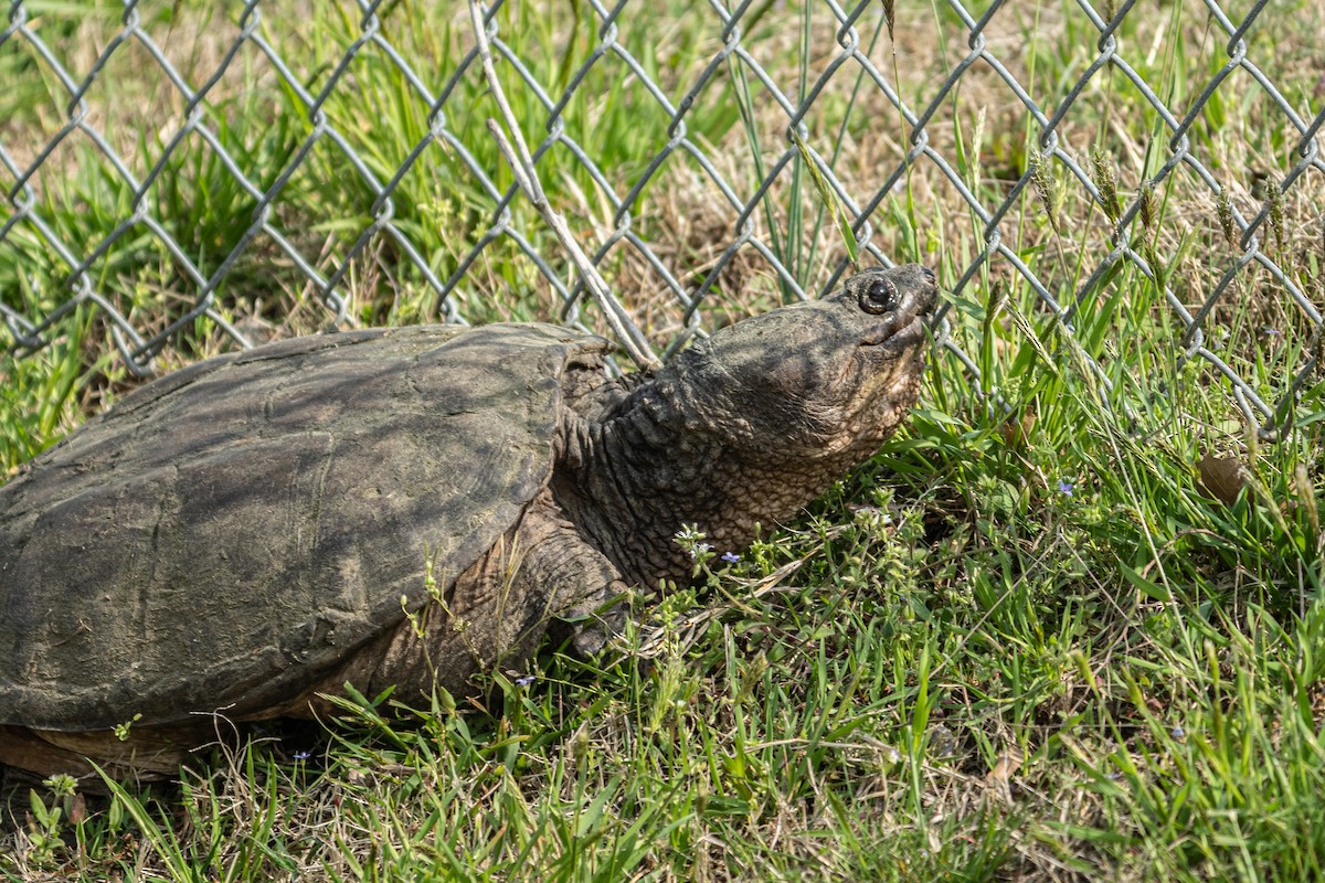 tortue serpentine - ML654077273