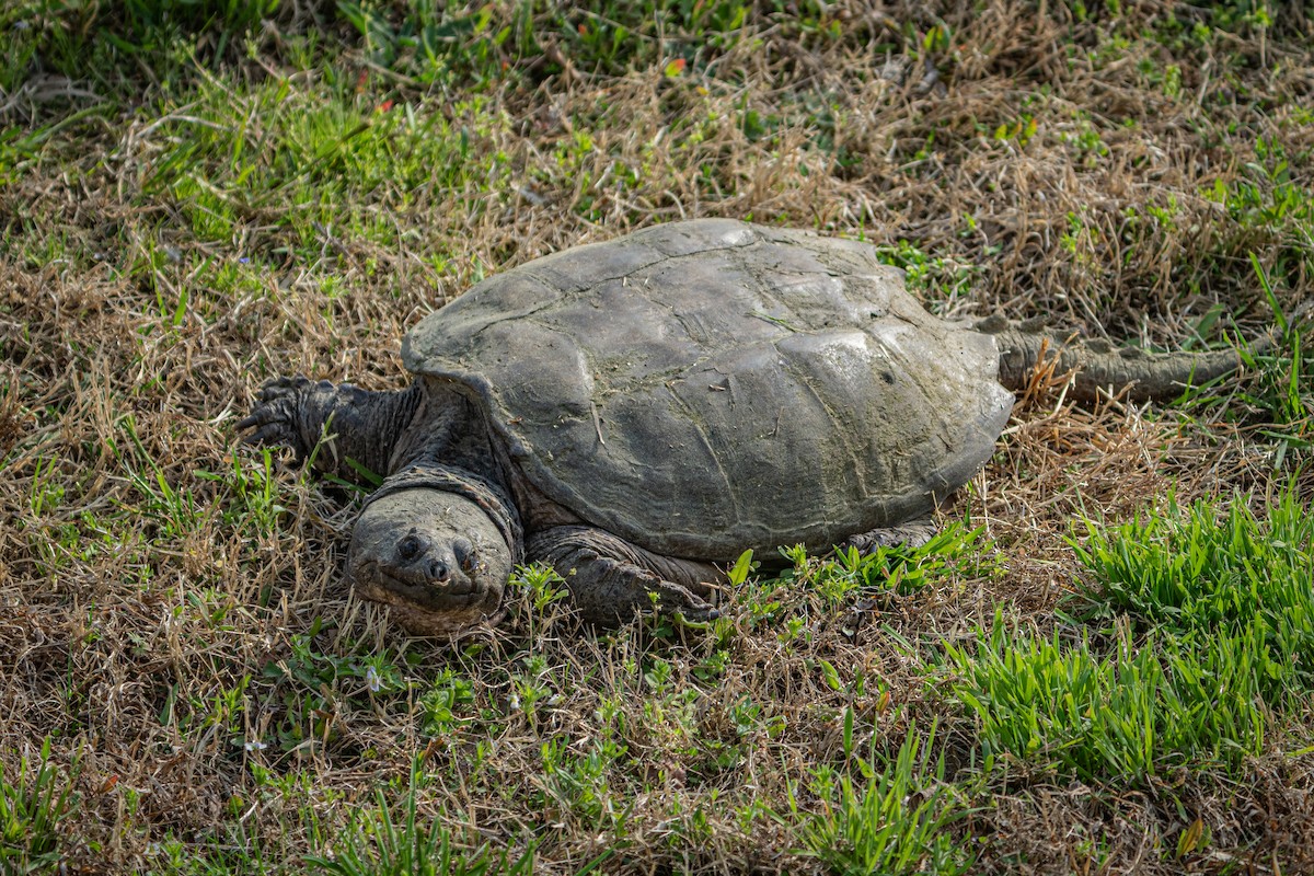 tortue serpentine - ML654077274