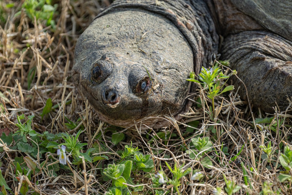 tortue serpentine - ML654077275