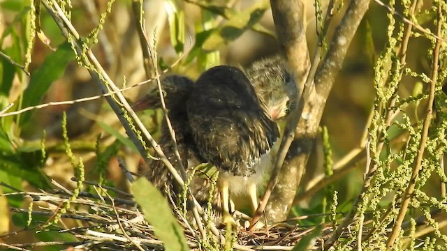 Striated Heron - ML654079725