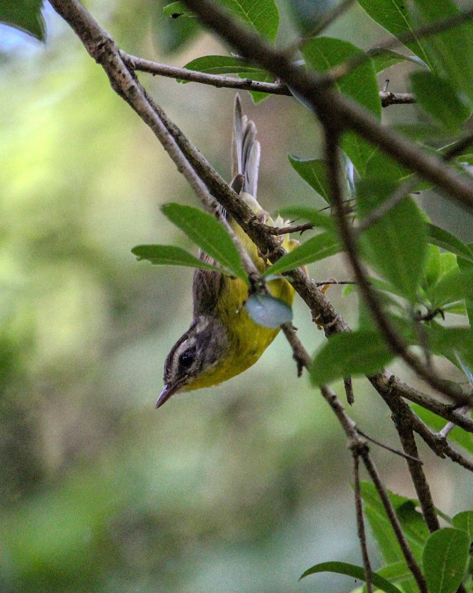 gyllenkroneparula - ML654081181