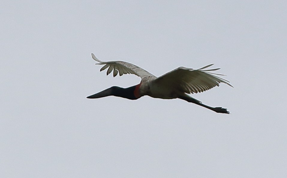 Jabiru - ML65408231