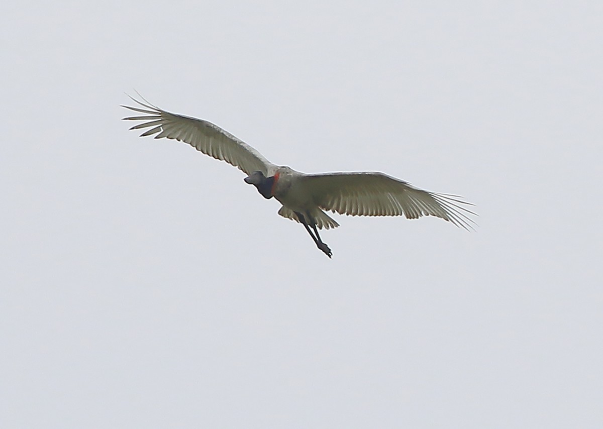 Jabiru - Patricia Isaacson